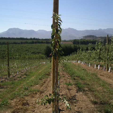 Apple orchard, untreated