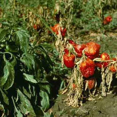 Phytophthora Wilt