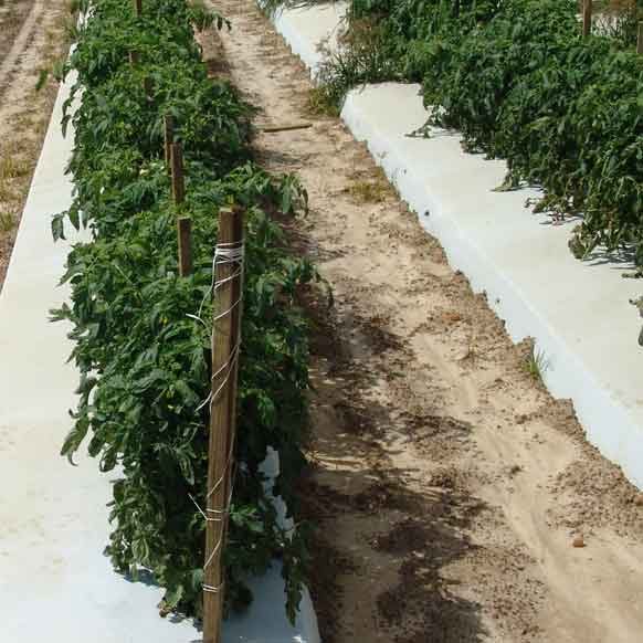 Tomatoes, treated