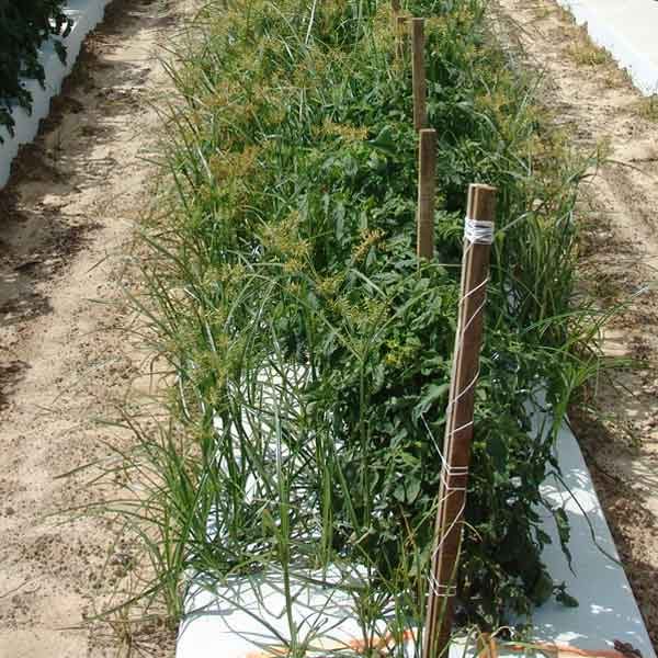 Tomatoes, untreated