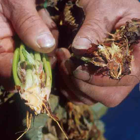 Root Knot Nematode