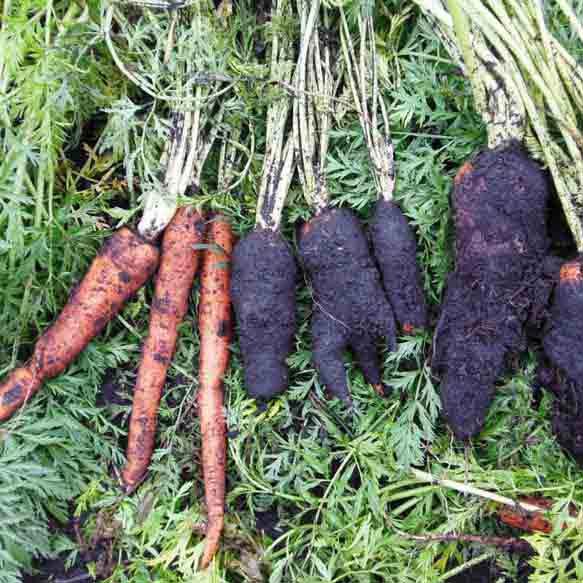 Violet Root Rot