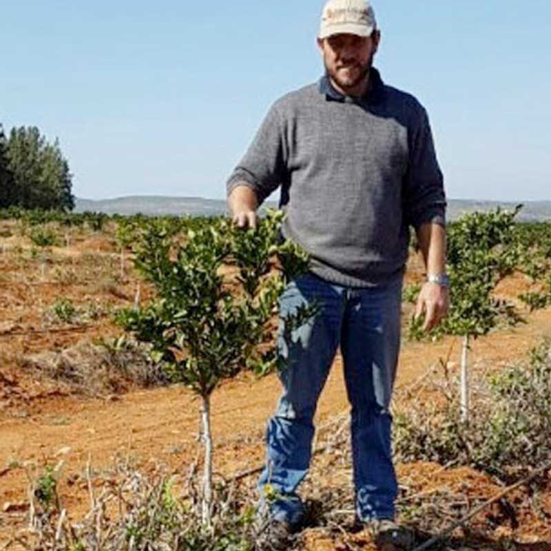 Treated Citrus Trees