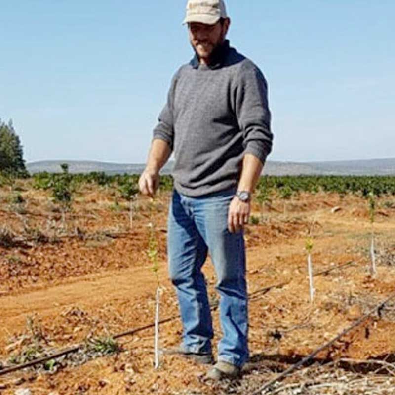 Untreated Citrus Trees