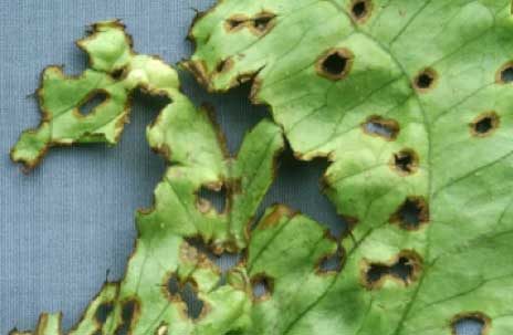 Lettuce leaf with disease symptoms