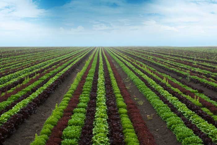 Lettuce field