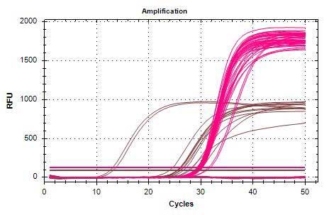 qPCR amplification chart