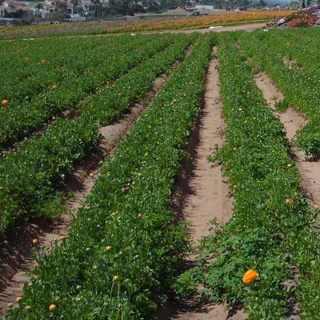 Flower field, treated
