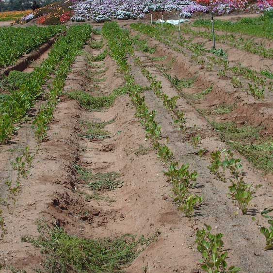 Flower field, untreated