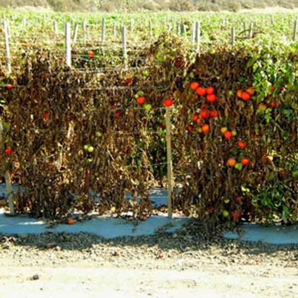 Verticillium Wilt
