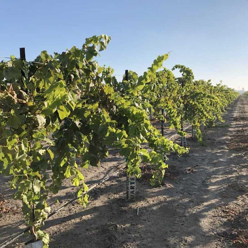 Treated Vineyard